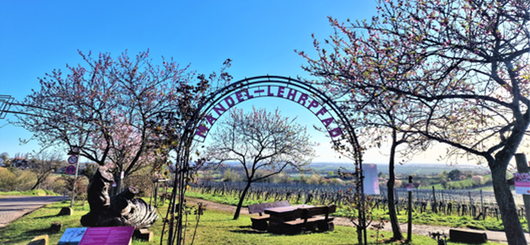 Mandel-Lehrpfad in Neustadt-Gimmeldingen