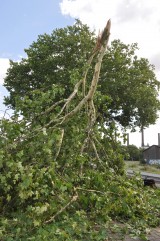 Äste auf Fußgängerweg