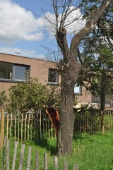 Sturmschaden Pflaumenbaum